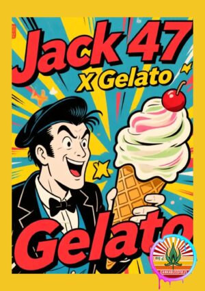 Jack 47 XL X Gelato - Competition pack - Autoflower