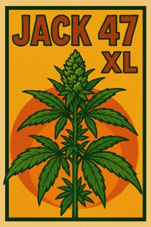 Jack 47 XL - Competition pack - Autoflower