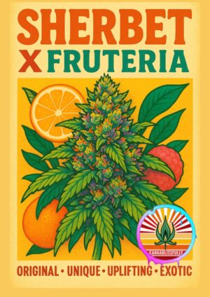 Sherbert X Fruteria - Autoflower